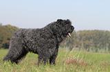BOUVIER DES FLANDRES 105